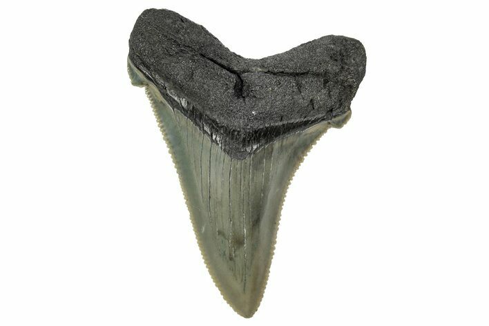 Serrated Angustidens Tooth - Megalodon Ancestor #340379